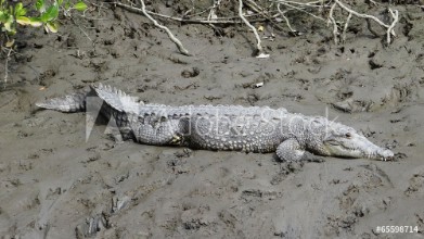 Bild på Crocodylus acutus